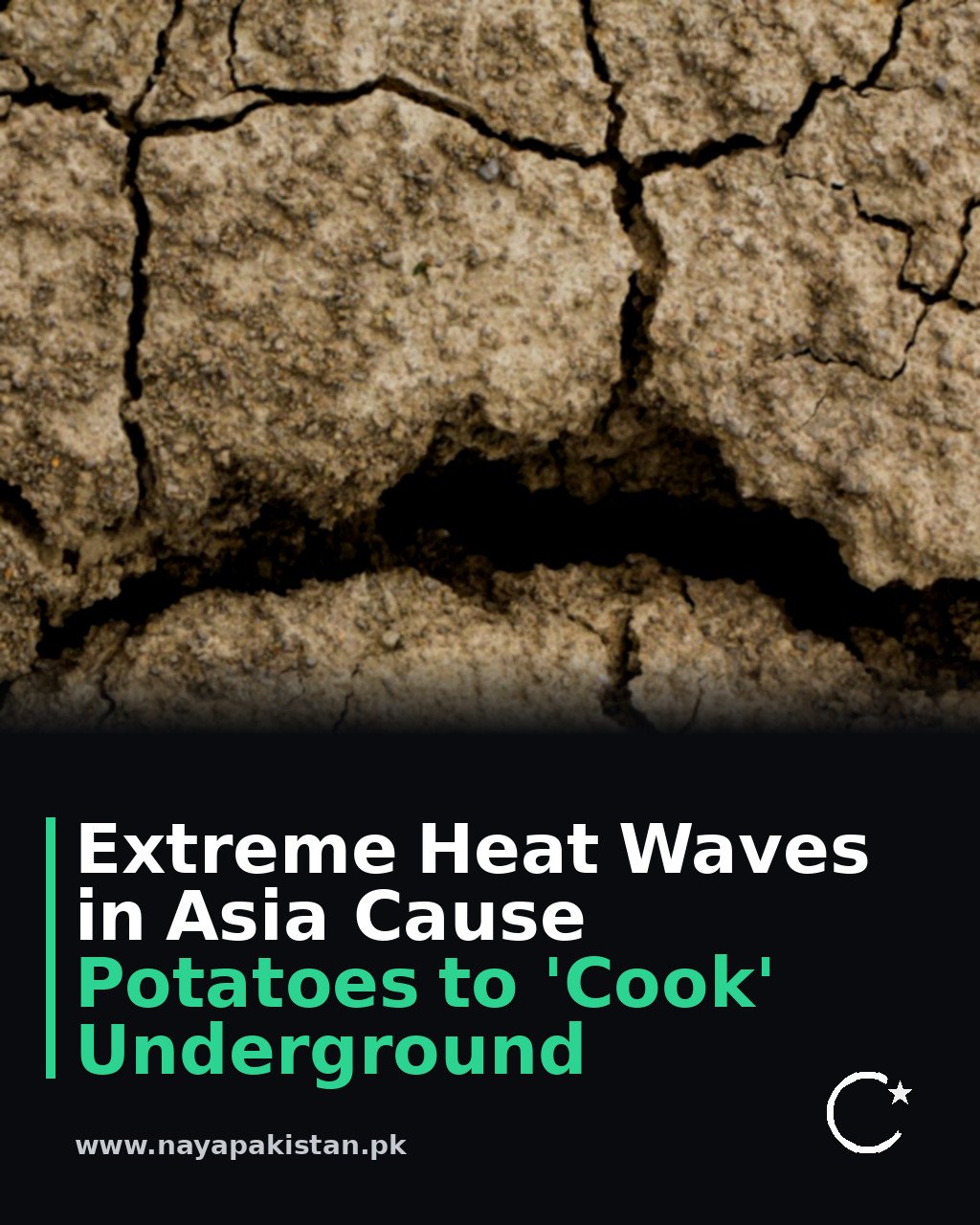 Extreme Heat Waves in Asia Cause Potatoes to 'Cook' Underground