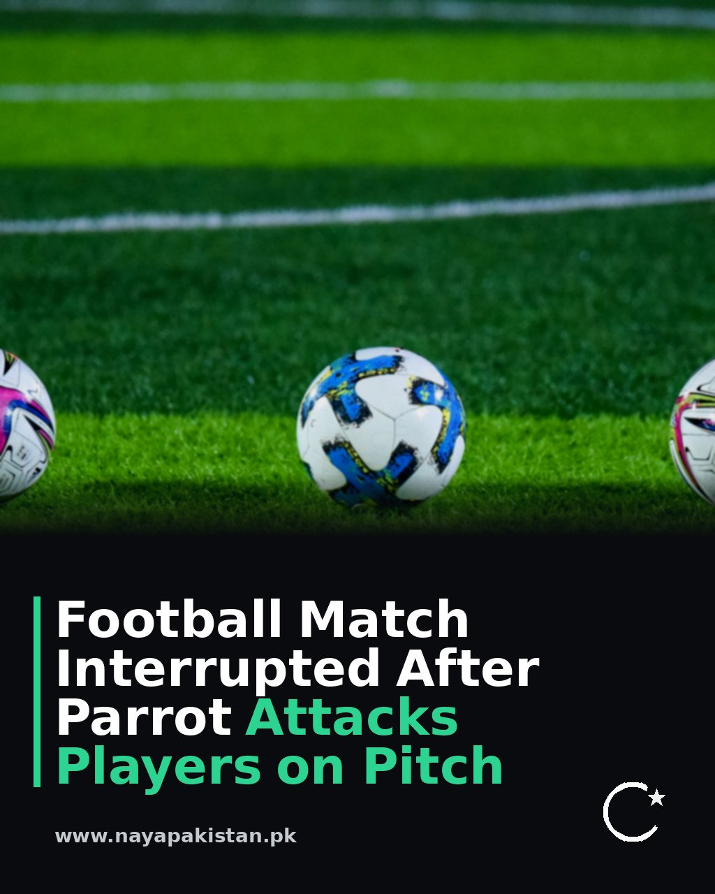 Football Match Interrupted After Parrot Attacks Players on Pitch