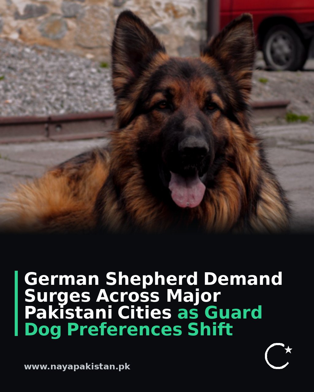 German Shepherd Demand Surges Across Major Pakistani Cities as Guard Dog Preferences Shift