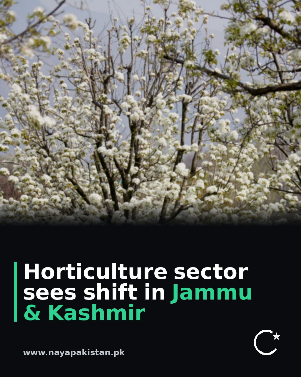 Horticulture sector sees shift in Jammu & Kashmir