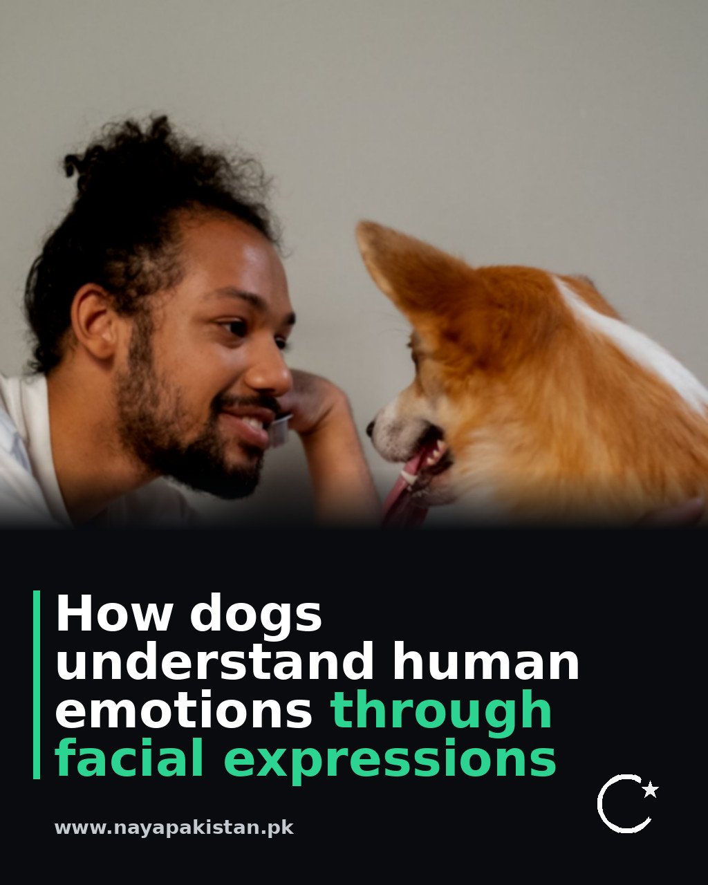 How dogs understand human emotions through facial expressions