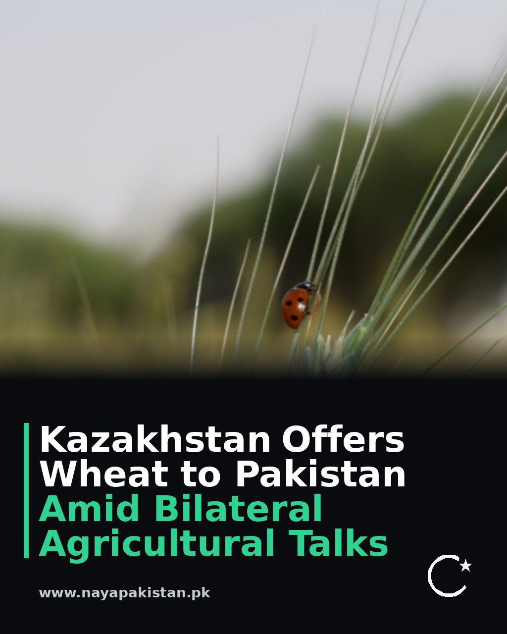 Kazakhstan Offers Wheat to Pakistan Amid Bilateral Agricultural Talks