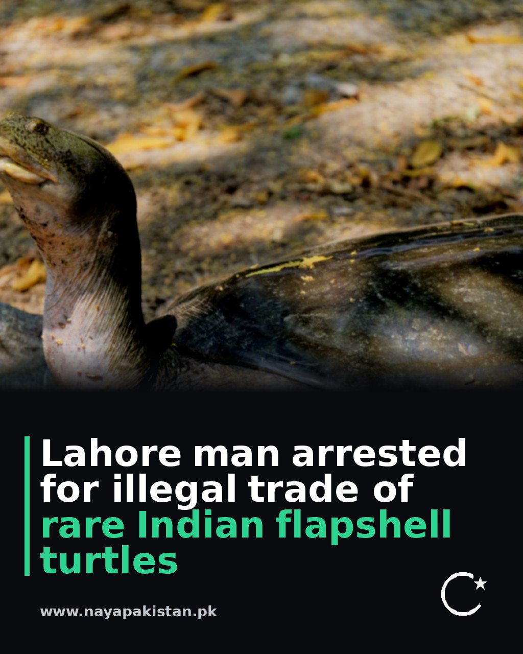 Lahore man arrested for illegal trade of rare Indian flapshell turtles