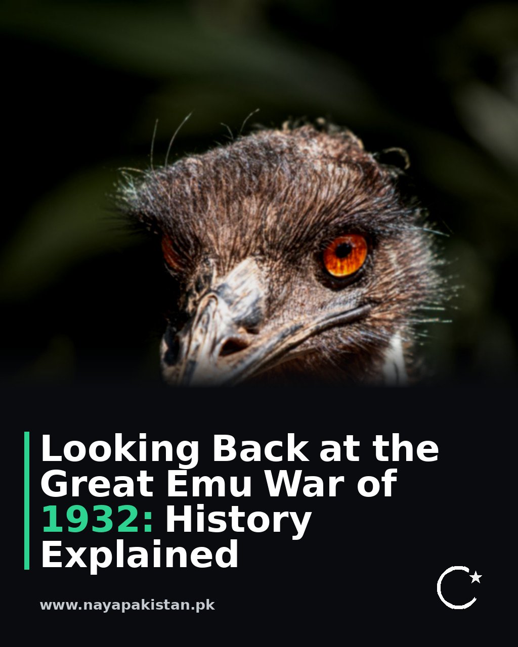 Looking Back at the Great Emu War of 1932: History Explained