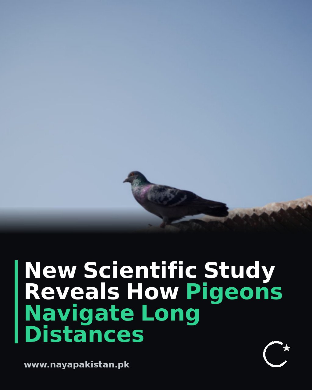 New Scientific Study Reveals How Pigeons Navigate Long Distances