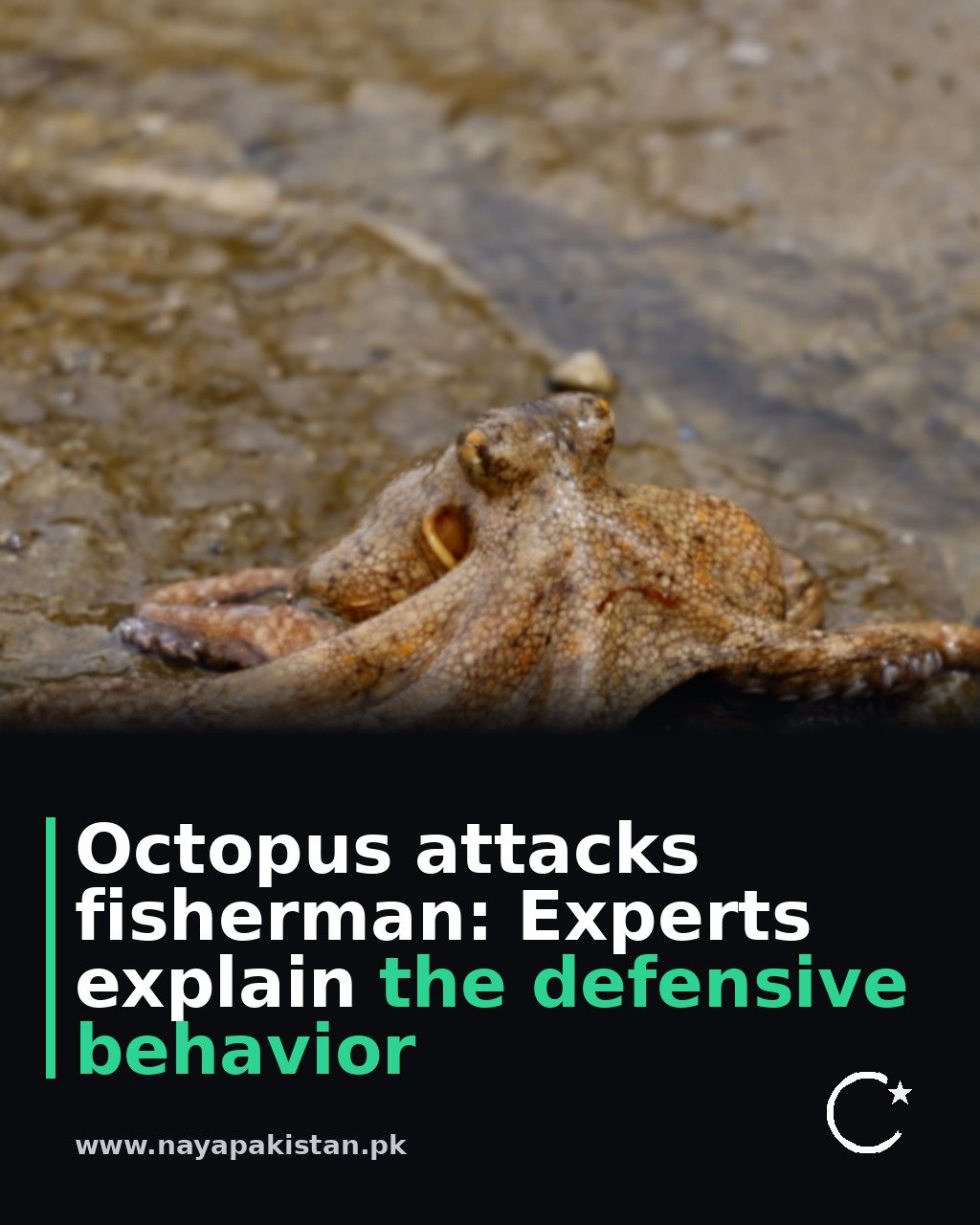 Octopus attacks fisherman: Experts explain the defensive behavior