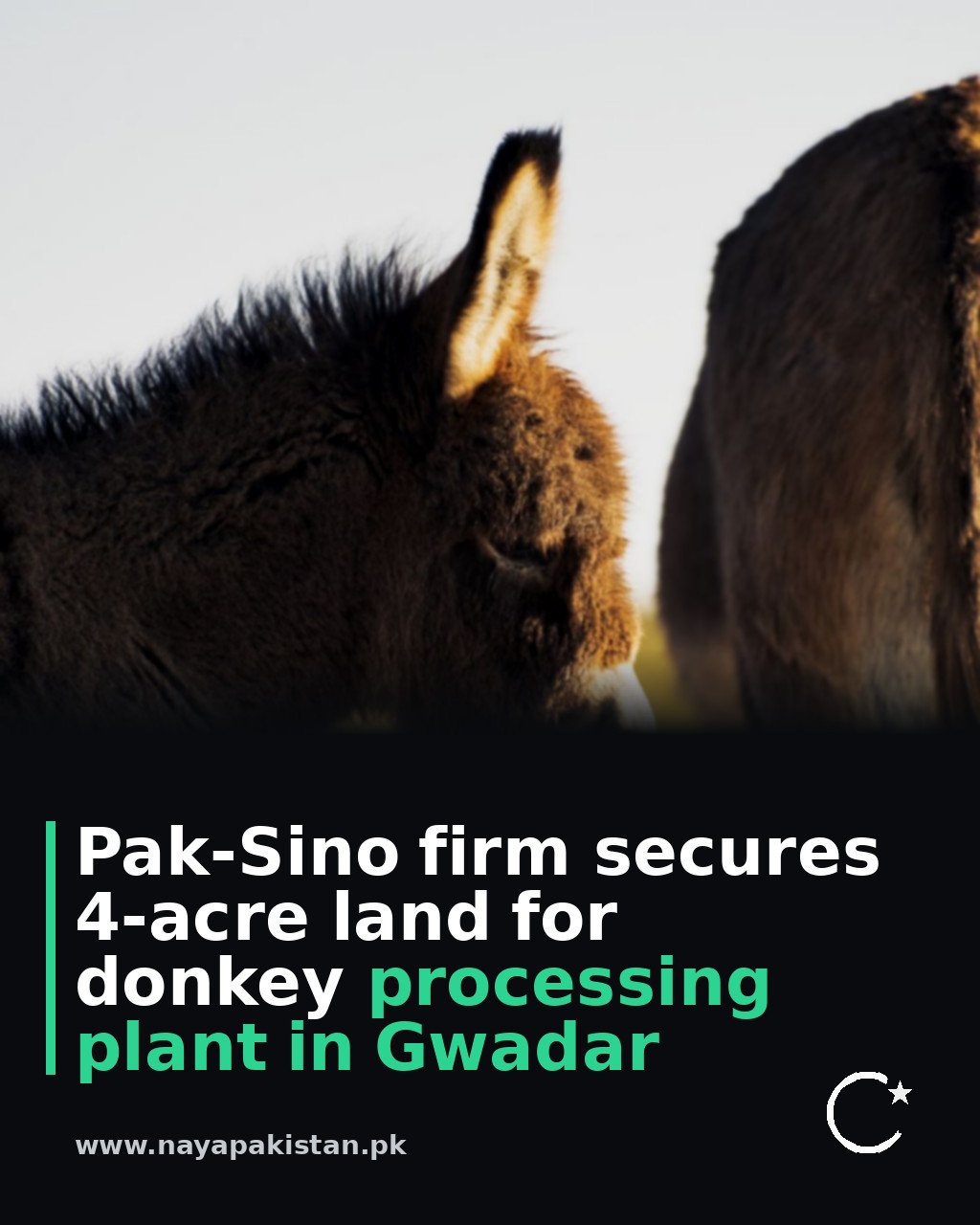 Pak-Sino firm secures 4-acre land for donkey processing plant in Gwadar