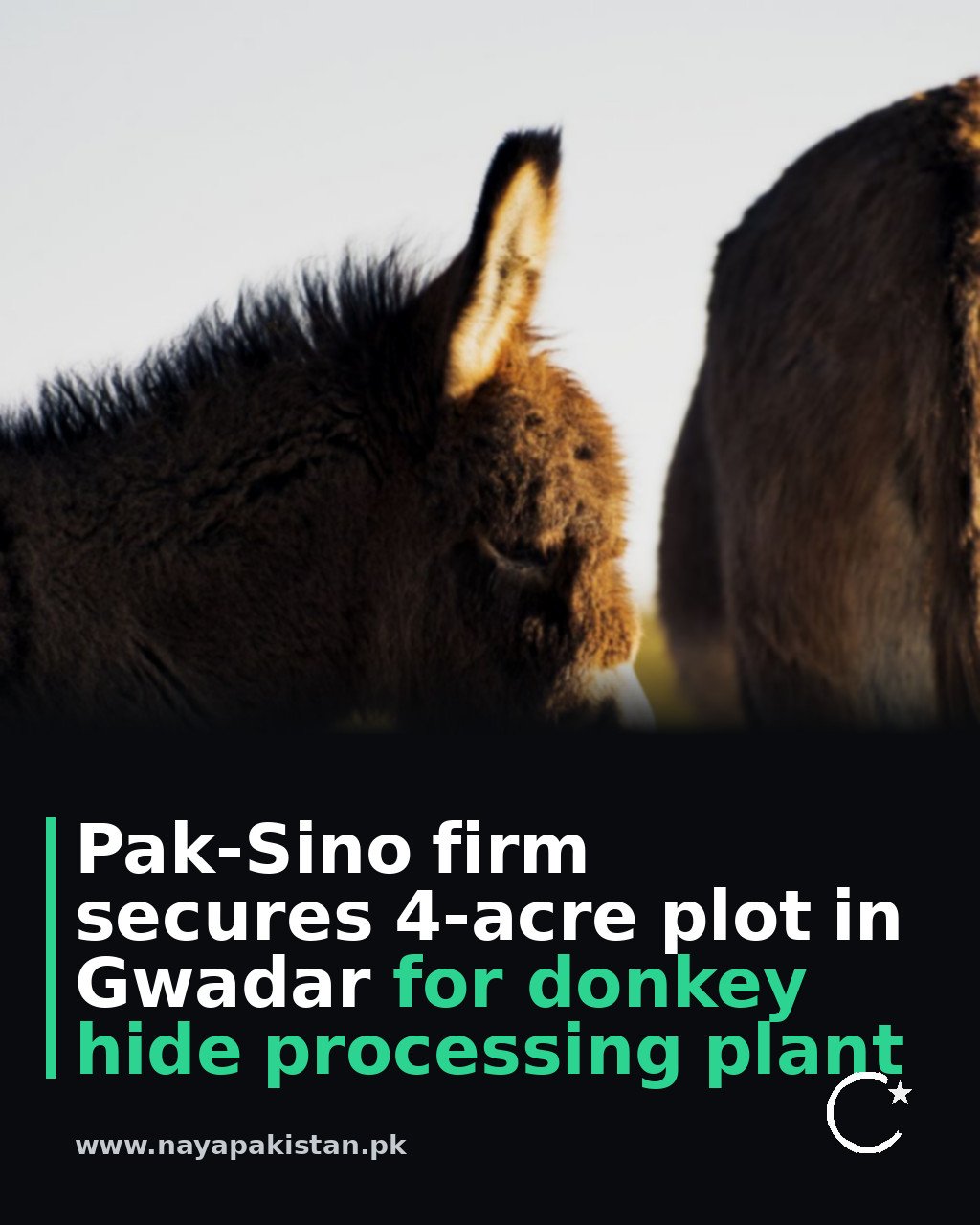 Pak-Sino firm secures 4-acre plot in Gwadar for donkey hide processing plant