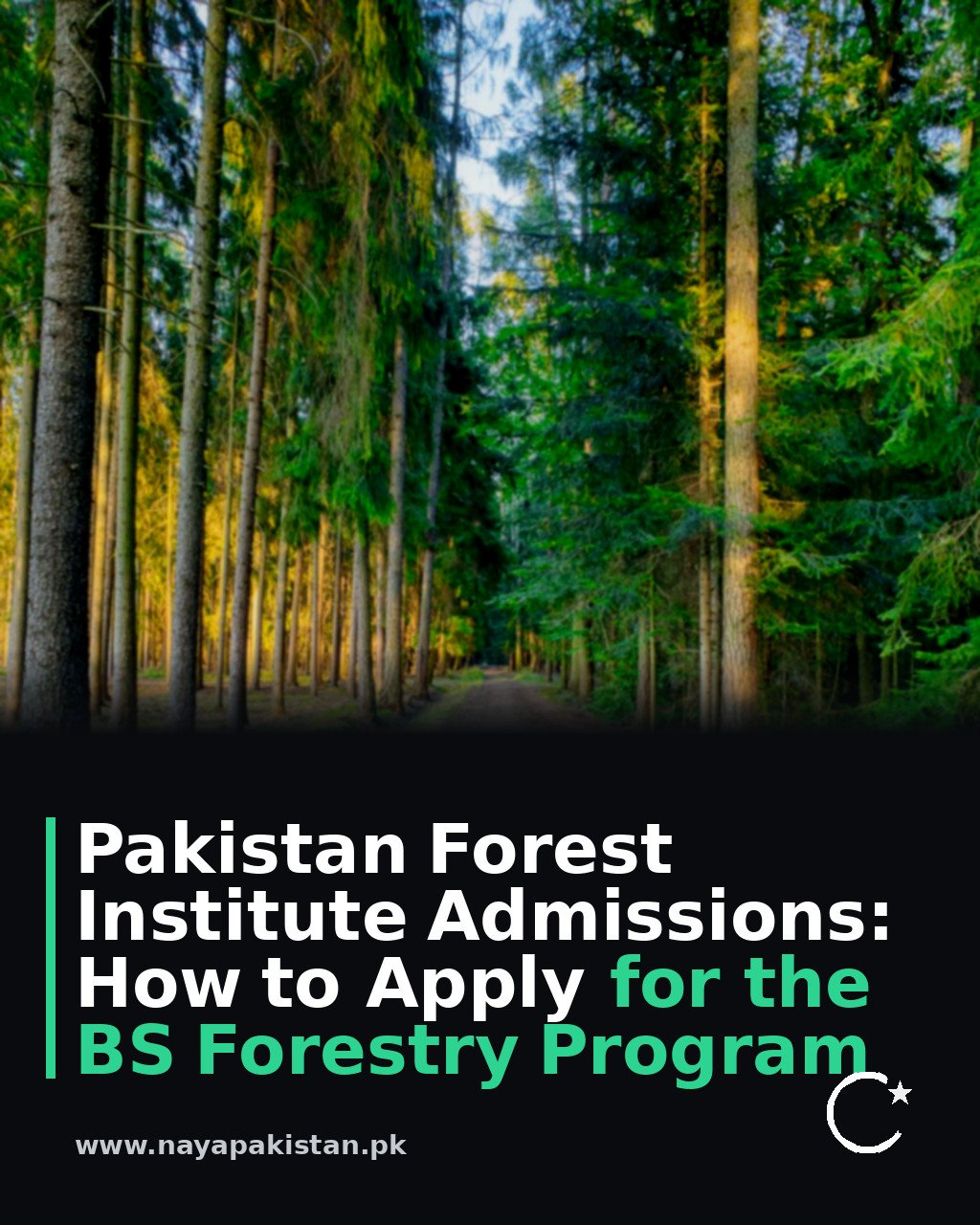 Pakistan Forest Institute Admissions: How to Apply for the BS Forestry Program