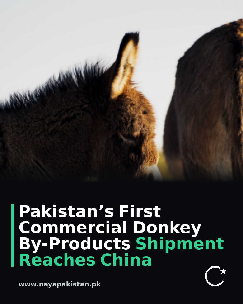 Pakistan’s First Commercial Donkey By-Products Shipment Reaches China