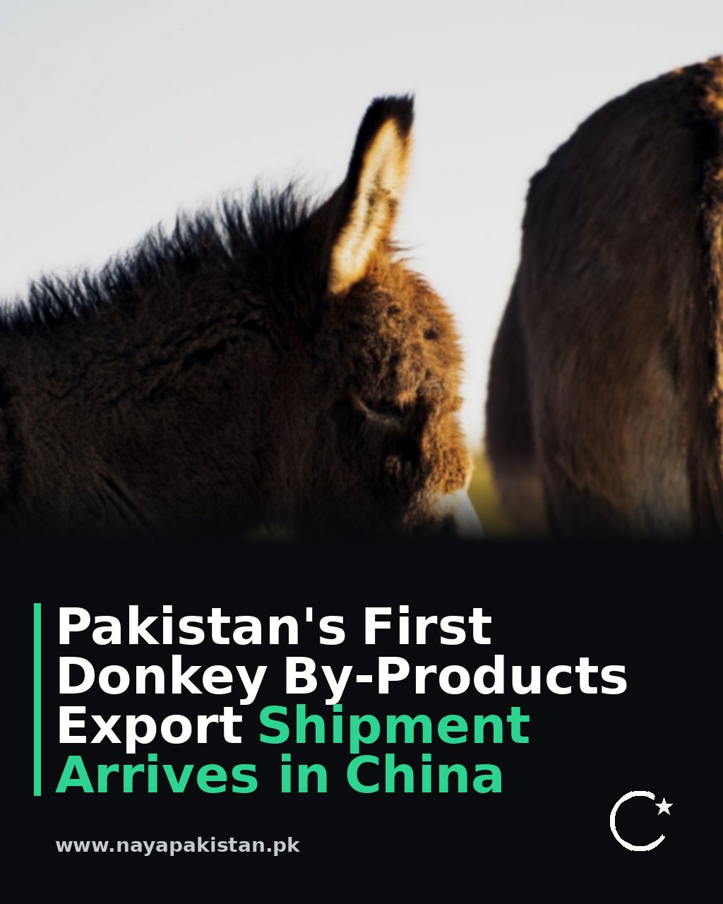 Pakistan's First Donkey By-Products Export Shipment Arrives in China