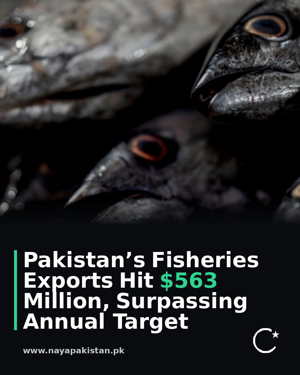 Pakistan’s Fisheries Exports Hit $563 Million, Surpassing Annual Target