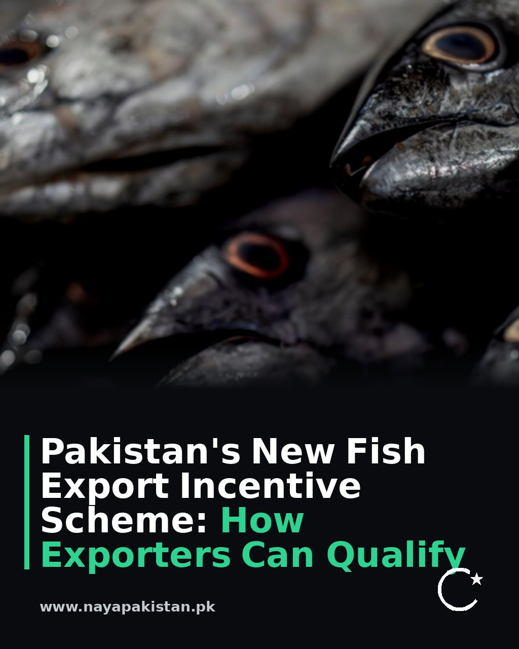 Pakistan's New Fish Export Incentive Scheme: How Exporters Can Qualify