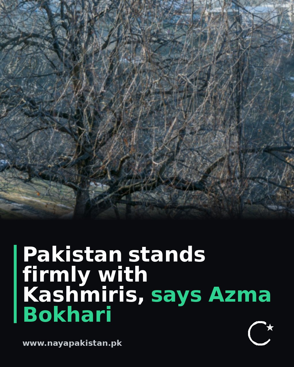 Pakistan stands firmly with Kashmiris, says Azma Bokhari