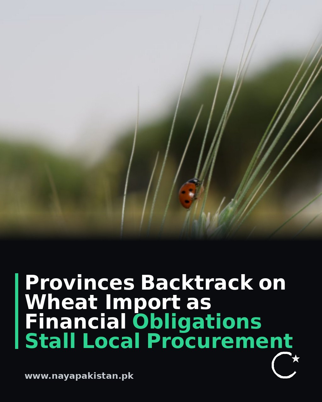 Provinces Backtrack on Wheat Import as Financial Obligations Stall Local Procurement