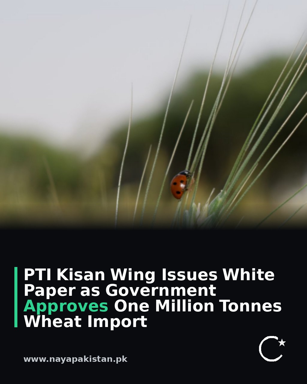 PTI Kisan Wing Issues White Paper as Government Approves One Million Tonnes Wheat Import