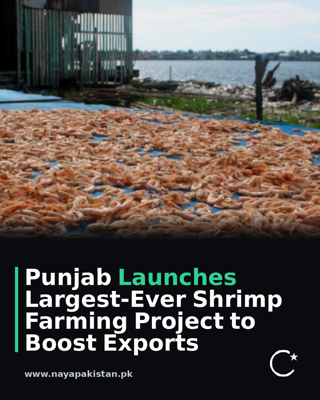 Punjab Launches Largest-Ever Shrimp Farming Project to Boost Exports