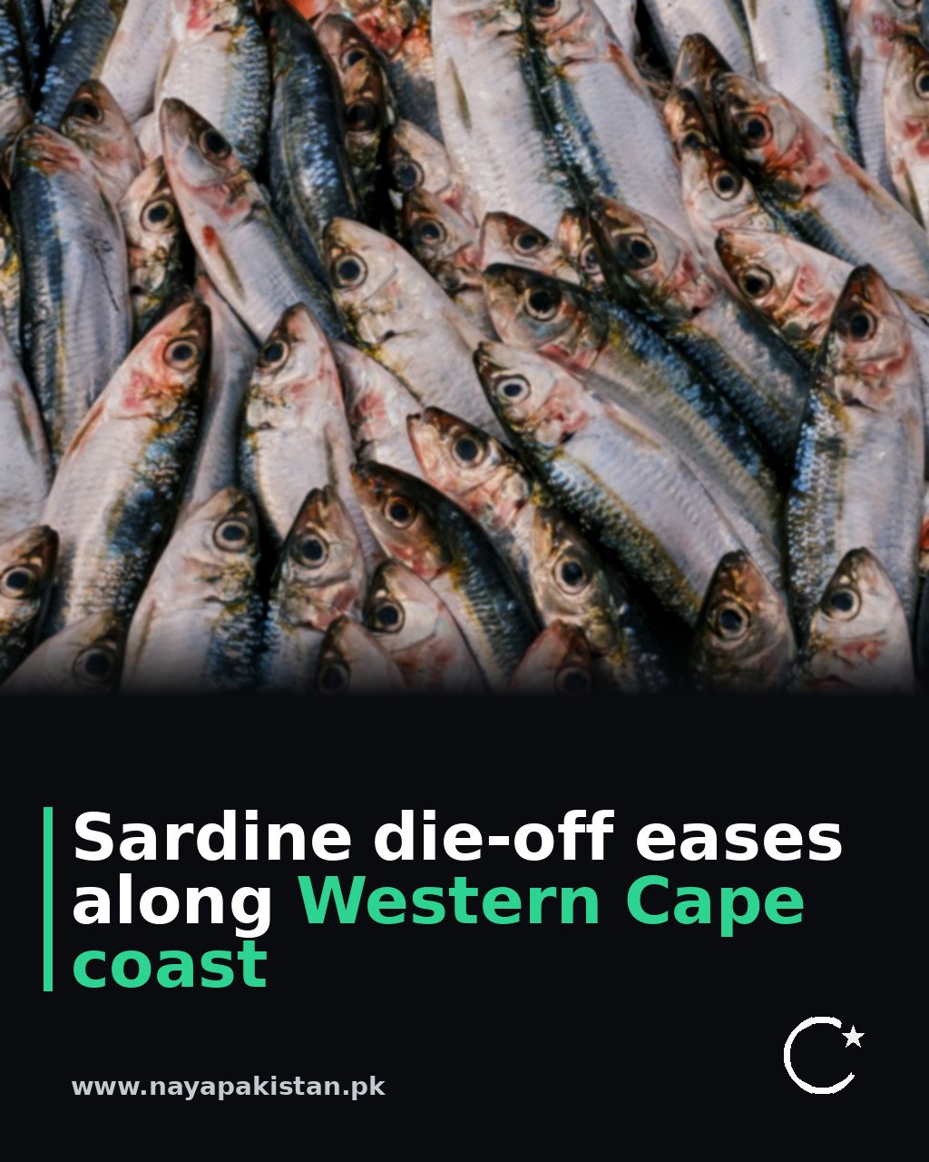 Sardine die-off eases along Western Cape coast