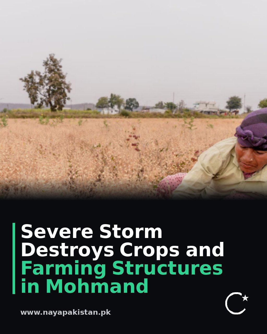 Severe Storm Destroys Crops and Farming Structures in Mohmand