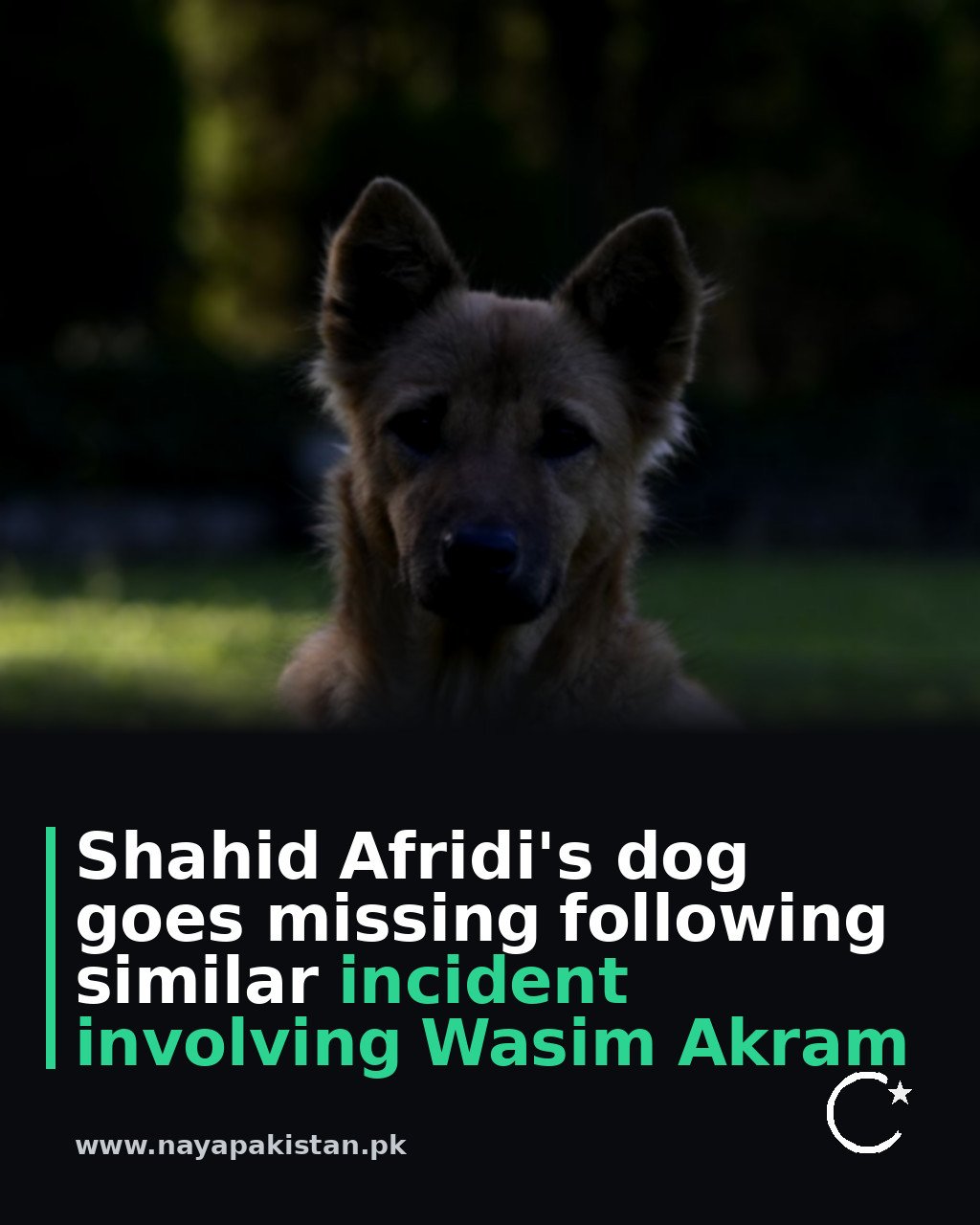 Shahid Afridi's dog goes missing following similar incident involving Wasim Akram