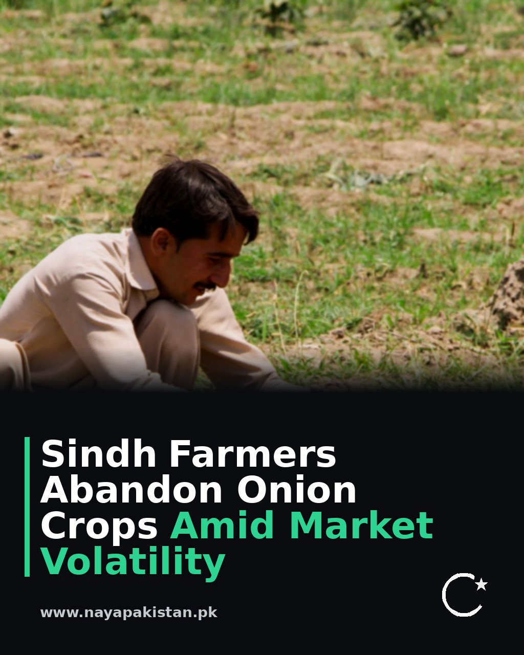 Sindh Farmers Abandon Onion Crops Amid Market Volatility