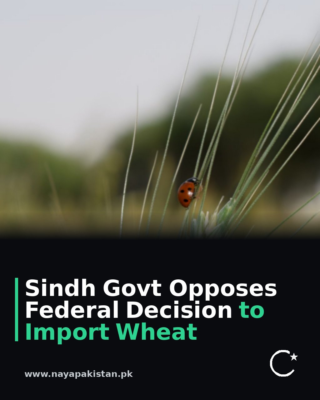 Sindh Govt Opposes Federal Decision to Import Wheat