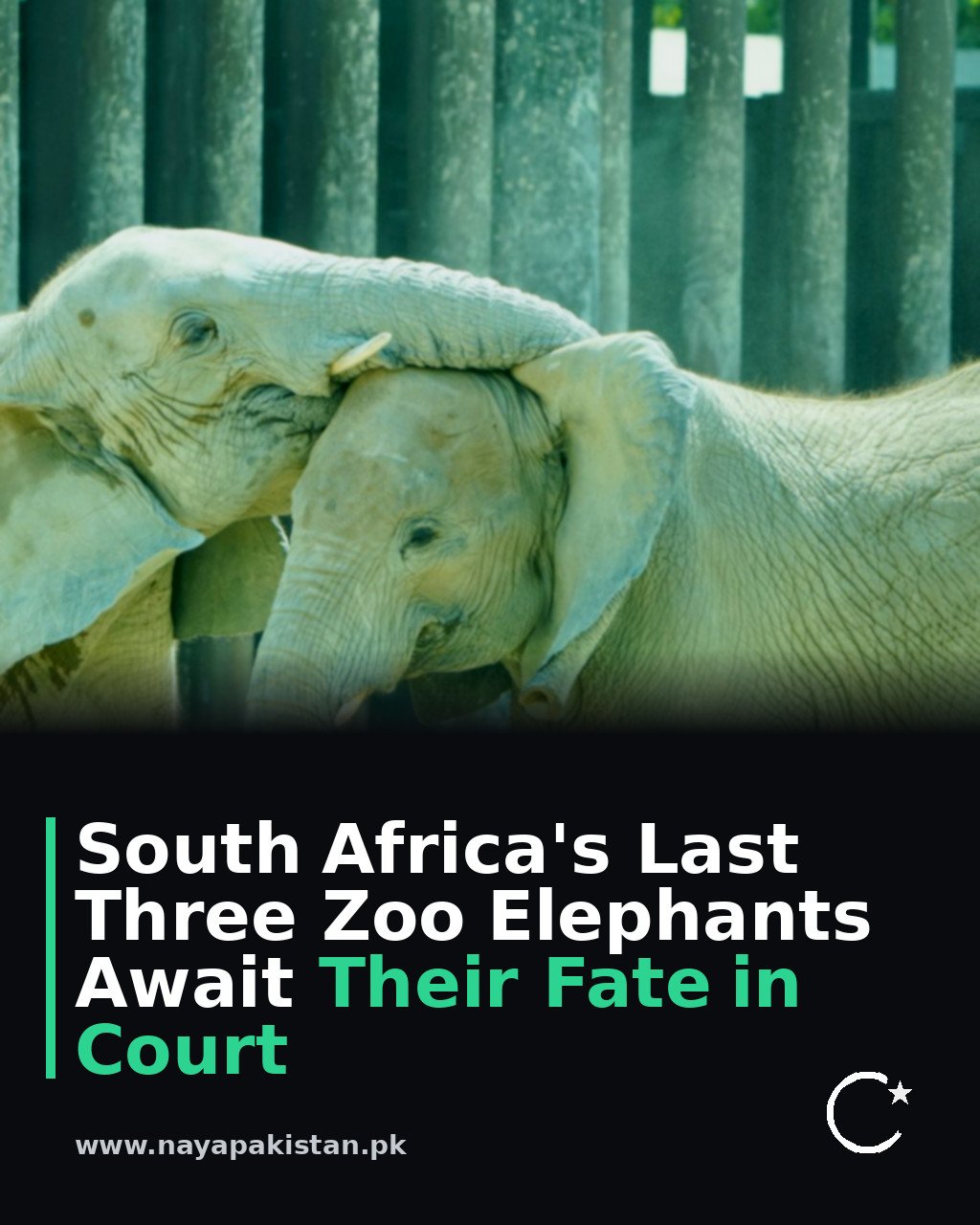 South Africa's Last Three Zoo Elephants Await Their Fate in Court