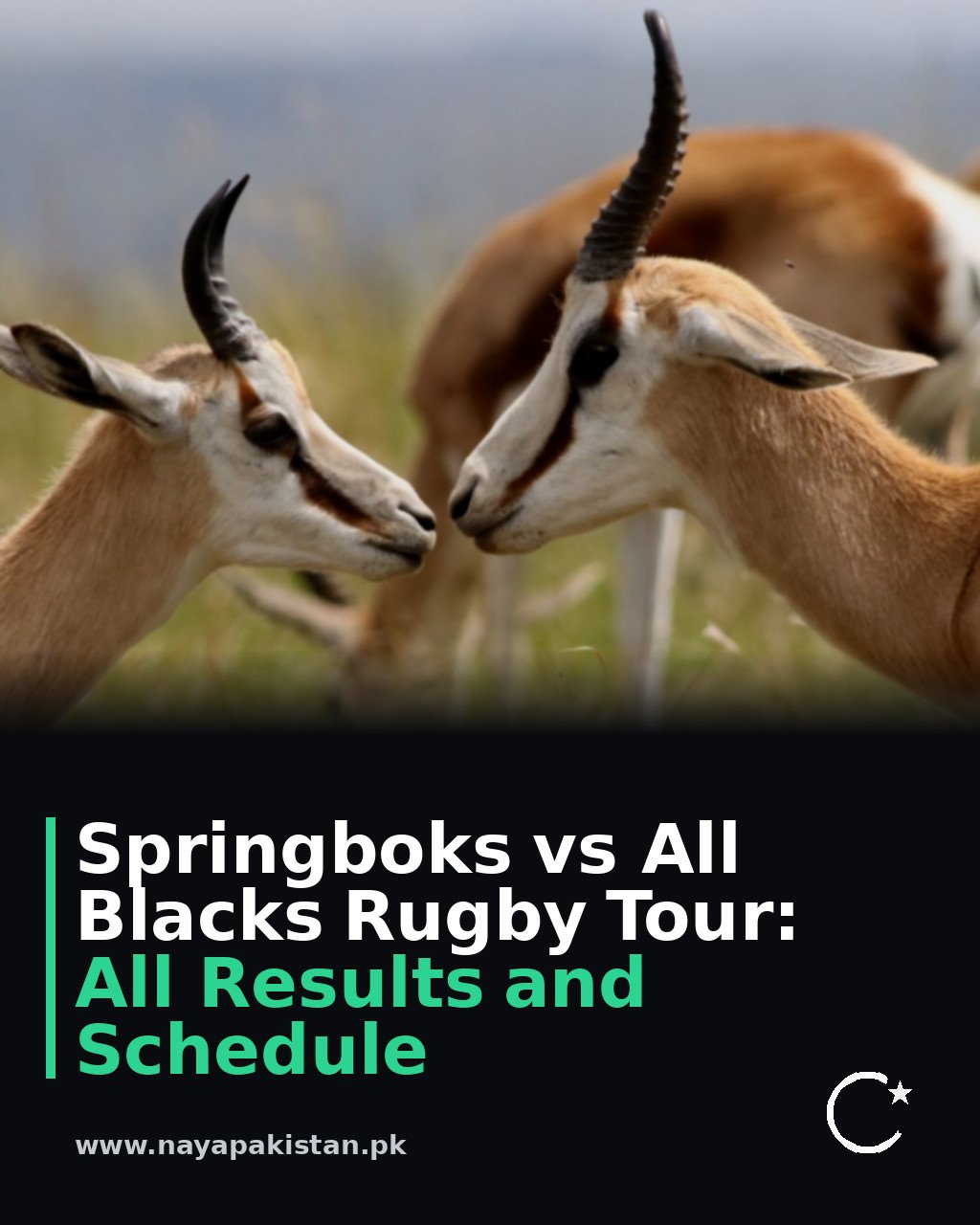 Springboks vs All Blacks Rugby Tour: All Results and Schedule