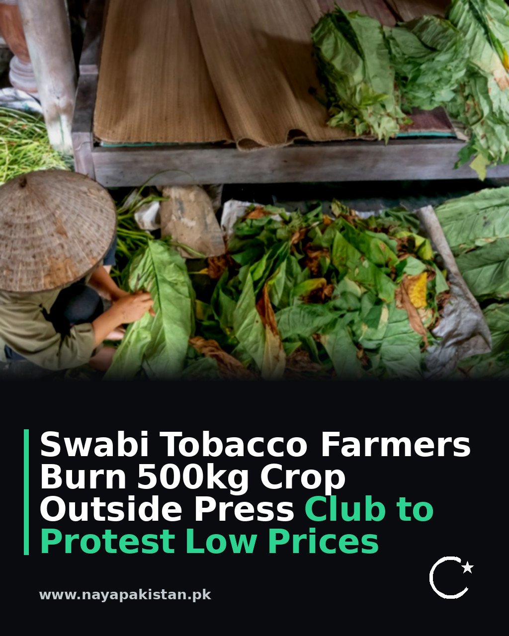 Swabi Tobacco Farmers Burn 500kg Crop Outside Press Club to Protest Low Prices