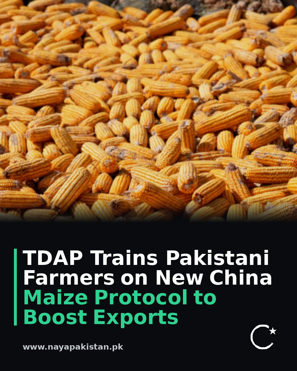 TDAP Trains Pakistani Farmers on New China Maize Protocol to Boost Exports