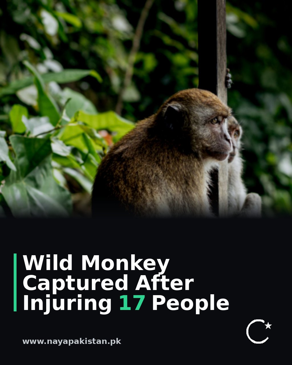 Wild Monkey Captured After Injuring 17 People