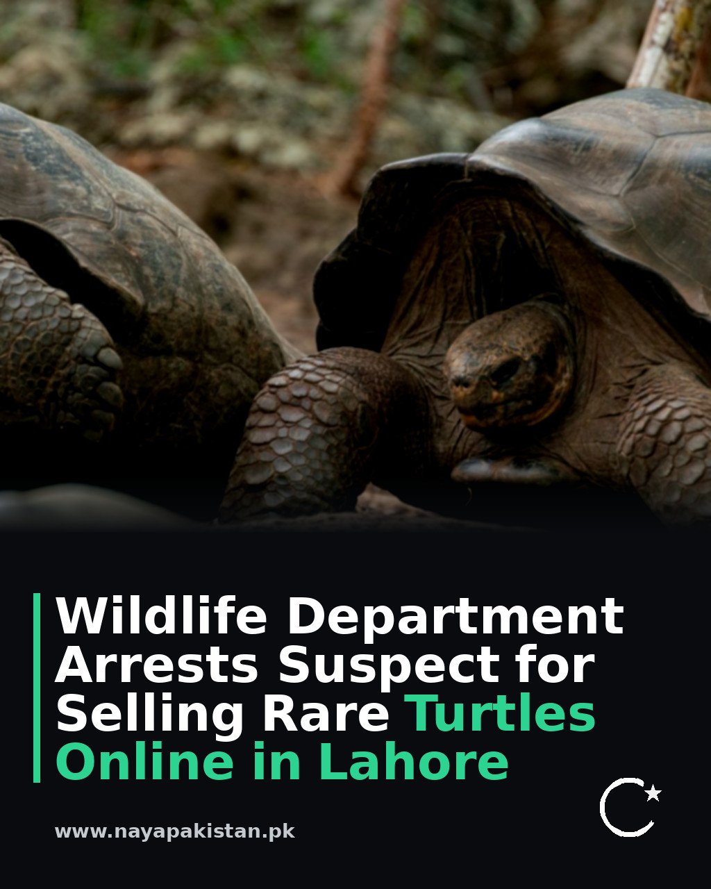 Wildlife Department Arrests Suspect for Selling Rare Turtles Online in Lahore