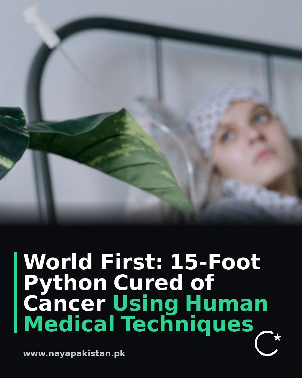 World First: 15-Foot Python Cured of Cancer Using Human Medical Techniques